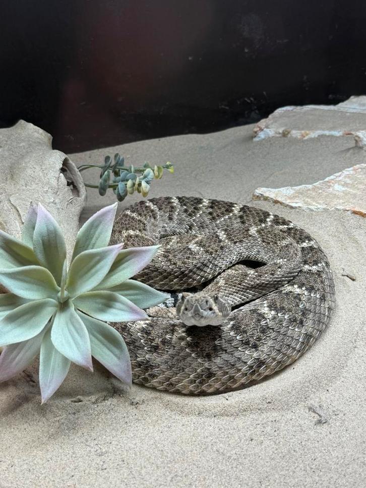 1.0 Crotalus atrox het albino cb21, Dieren en Toebehoren, Reptielen en Amfibieën, Slang, 3 tot 6 jaar