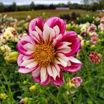 Diverse soorten dahlia knollen, Ophalen of Verzenden, Volle zon, Knol