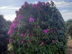 Grote maten rhododendron, Tuin en Terras, Planten | Struiken en Hagen, Ophalen of Verzenden, Rhododendron, Minder dan 100 cm