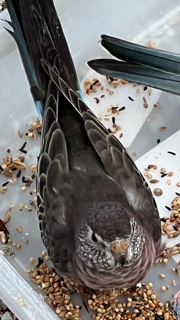 Bourkes Parkiet Wildkleur, Dieren en Toebehoren, Vogels | Parkieten en Papegaaien, Parkiet, Meerdere dieren, Geringd
