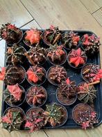 Gymnocalycium variegata, Ophalen of Verzenden, Halfschaduw, Minder dan 100 cm