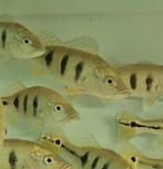 Cichla Kelberi, Vis, Zoetwatervis
