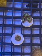 Zoanthus koraal stekjes., Dieren en Toebehoren, Vissen | Aquariumvissen, Vis