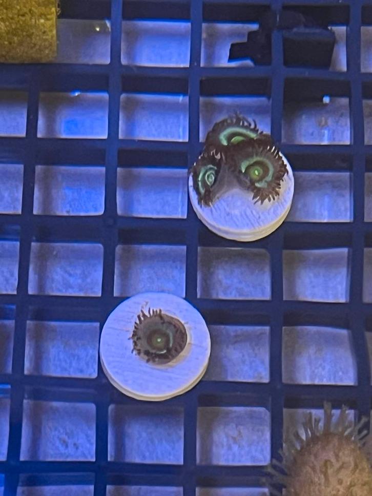 Zoanthus koraal stekjes., Dieren en Toebehoren, Vissen | Aquariumvissen, Vis