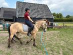 Valk IJslanderkruising merrie, 1,45, 5 jaar, zadelmak, Minder dan 160 cm, Zadelmak, 3 tot 6 jaar, Recreatiepaard