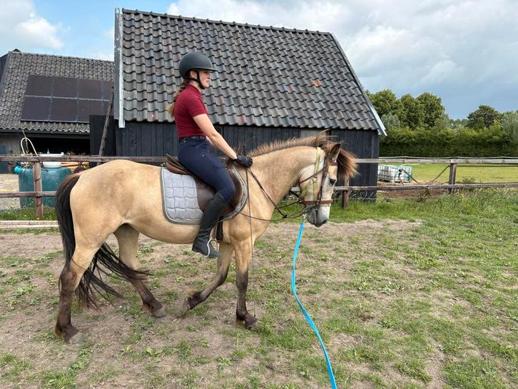 Valk IJslanderkruising merrie, 1,45, 5 jaar, zadelmak, Dieren en Toebehoren, Paarden, Merrie, Zadelmak, Minder dan 160 cm, 3 tot 6 jaar