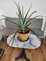 Grote Aloë Vera Plant - 67cm, Huis en Inrichting, Kamerplanten, Ophalen, Vetplant, Halfschaduw, In pot