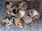 Jack Russell pups Blue Merle, Dieren en Toebehoren, Honden | Jack Russells en Terriërs, Jack Russell Terriër, 8 tot 15 weken, Meerdere