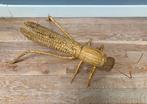 Sprinkhaan / kekel rotan hout - vintage retro, Ophalen of Verzenden, Gebruikt, Insect, Beeldje of Figuurtje