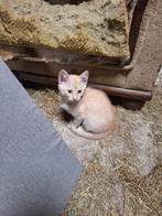 4 kittens, Dieren en Toebehoren, Katten en Kittens | Raskatten | Korthaar, Poes