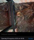 Sexed theraposa blondii koppel, Spin of Schorpioen