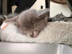 Ragdoll kittens X europese korthaar, Dieren en Toebehoren, Katten en Kittens | Raskatten | Korthaar, Meerdere dieren, Ontwormd