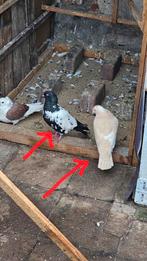 Paar Afghanise en Postduiven., Dieren en Toebehoren, Meerdere dieren, Postduif