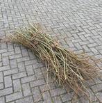Wilgen takken ##GEZOCHT##, Ophalen of Verzenden, Overige soorten, Volle zon