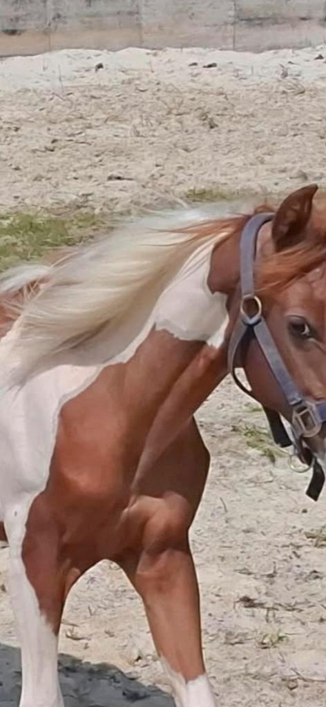 Merrie Geboren 2024 paint x quarter, Dieren en Toebehoren, Paarden, Merrie, Niet van toepassing, Minder dan 160 cm, 0 tot 2 jaar