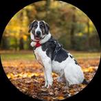 Grote, lieve jongen zoekt huis., Dieren en Toebehoren, Particulier, Rabiës (hondsdolheid), 15 weken tot 1 jaar, Reu