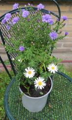 Vaste plant: Paars-witte herfstaster 3 euro, Vaste plant, Halfschaduw, Zomer, Ophalen