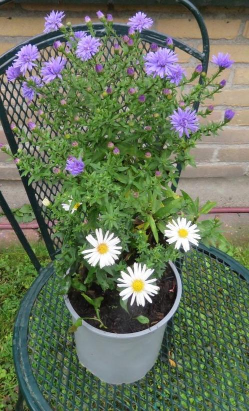 Vaste plant: Paars-witte herfstaster 3 euro, Tuin en Terras, Planten | Tuinplanten, Vaste plant, Overige soorten, Halfschaduw