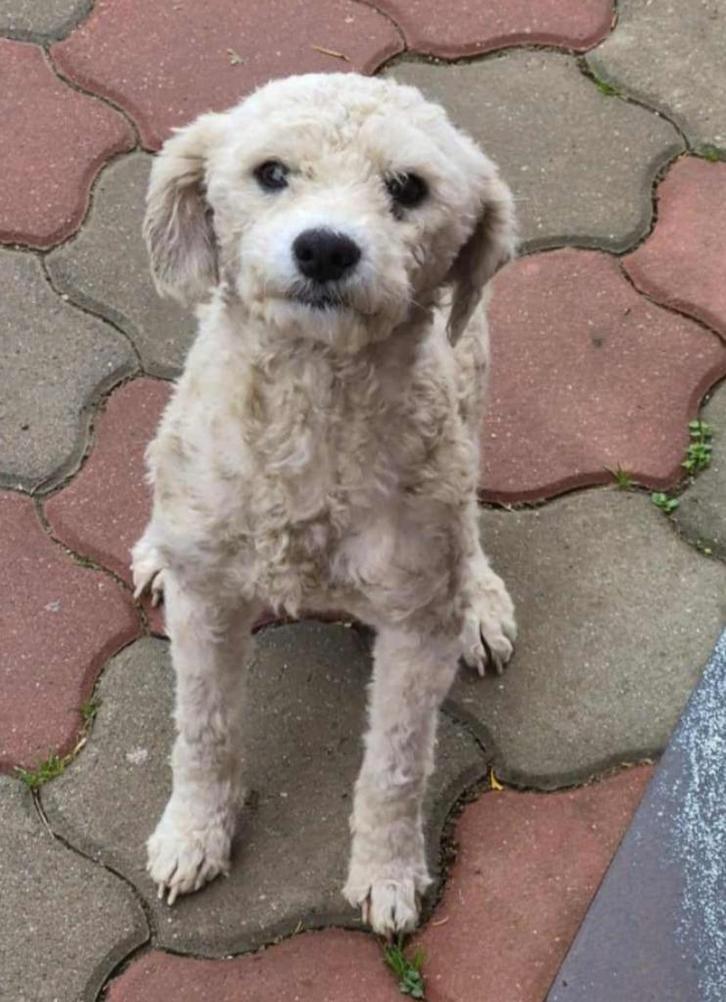 Cretu zoekt baasje, Dieren en Toebehoren, Honden | Niet-rashonden, Klein, Reu, Particulier, Eén hond, Buitenland, 1 tot 2 jaar