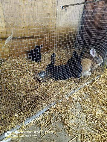 Vlaamse Reuzen te koop beschikbaar voor biedingen