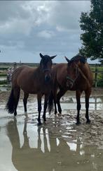 Te koop Fok of draagmerrie, Dieren en Toebehoren, Merrie, Met stamboom, Springpaard, B