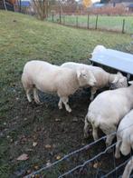 Beste stamboek nolanaram, Dieren en Toebehoren, Vrouwelijk, Schaap