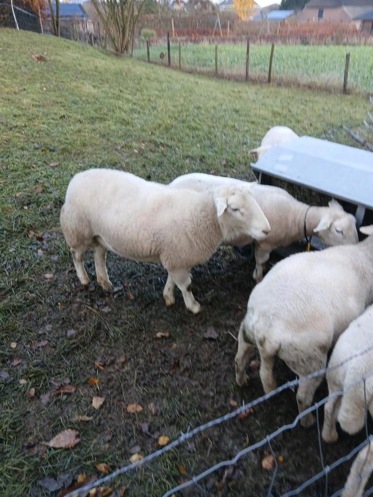 Beste stamboek nolanaram, Dieren en Toebehoren, Schapen, Geiten en Varkens, Schaap, Vrouwelijk