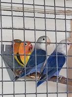 Agapornis fischeri, Meerdere dieren, Dwergpapegaai of Agapornis, Geringd