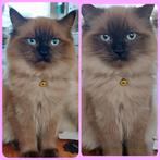 RAGDOLL KITTEN SEAL MINK ( POESJE) 2 X GEVACCINEERD..., Dieren en Toebehoren, Katten en Kittens | Overige Katten, Poes, Langharig