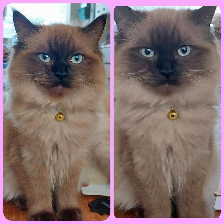 RAGDOLL KITTEN SEAL MINK ( POESJE) 2 X GEVACCINEERD..., Dieren en Toebehoren, Katten en Kittens | Overige Katten, Langharig, Poes