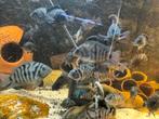 Zebra cichliden, Dieren en Toebehoren, Vis, Zoetwatervis