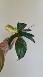 Philodendron Florida Beauty, Ophalen of Verzenden, Overige soorten, Minder dan 100 cm