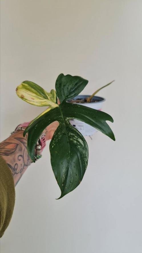 Philodendron Florida Beauty, Huis en Inrichting, Kamerplanten, Overige soorten, Minder dan 100 cm, Ophalen of Verzenden