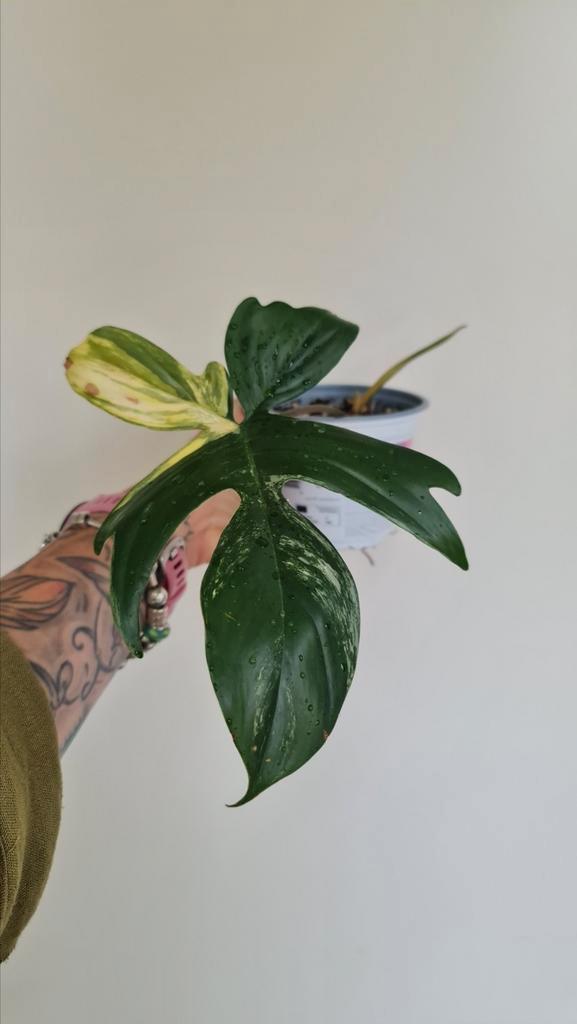 Philodendron Florida Beauty, Huis en Inrichting, Kamerplanten, Overige soorten, Minder dan 100 cm, Ophalen of Verzenden