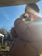 Jonge konijntjes te koop, 100% hangoor, Dieren en Toebehoren, Konijnen, Meerdere dieren, Klein, Hangoor, 0 tot 2 jaar