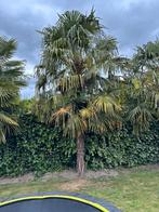 Palmboom, Ophalen, Volle zon, Palmboom