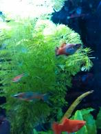 Platy's / Platy  /  plaatje aquariumvissen 2 soorten 2 stuks, Vis, Zoetwatervis