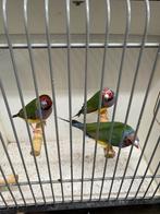 Gouldamadines, Dieren en Toebehoren, Vogels | Overige Vogels, Meerdere dieren, Tropenvogel