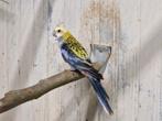 Bleekkop rosella, Dieren en Toebehoren, Vogels | Parkieten en Papegaaien, Meerdere dieren, Parkiet, Geringd