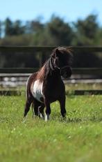 GERESERVEERD - Erg lieve Shetland hengst te koop, Dieren en Toebehoren, Met stamboom, Hengst, A pony (tot 1.17m), 3 tot 6 jaar