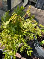 Geitenbaard wit, Ophalen, Zomer, Overige soorten, Volle zon