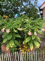 Stekken Trompetplant., Overige soorten, Volle zon, Vaste plant, Ophalen of Verzenden