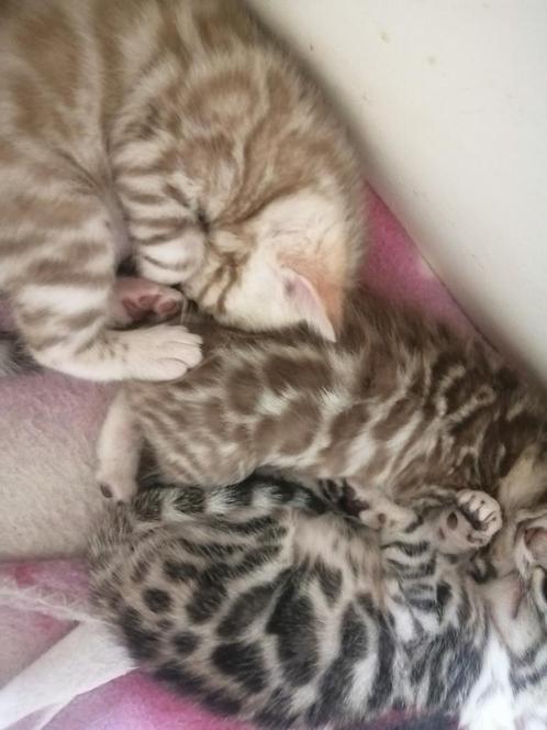 Prachtige, raszuivere zilverbengaal snow en zilver bengaal, Dieren en Toebehoren, Katten en Kittens | Raskatten | Korthaar, Poes