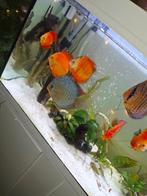 Discus vissen Xl, Dieren en Toebehoren, Vissen | Aquariumvissen, Vis