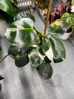 Philodendron White Wizard, Verzenden, Overige soorten, Minder dan 100 cm