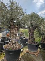 MEI=OLIJVENMAAND AANBIEDING:TOT 25% KORTING OP OLIJFBOMEN, In pot, Halfschaduw, Ophalen of Verzenden, 100 tot 250 cm