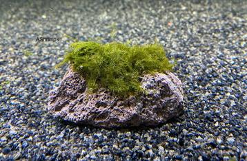 Lavasteen met Fissidens Fontanus beschikbaar voor biedingen