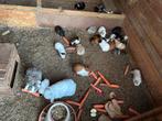 Cavia’s beertjes en zeugjes beschikbaar, Dieren en Toebehoren, Cavia, Juli, Meerdere dieren, Tam