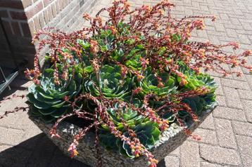 Blauwe Vetplant  Echeveria glauca beschikbaar voor biedingen