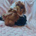 Jonge Cavia Lief, Tam, Raszuiver, Cavia, Mannelijk, Januari, Tam